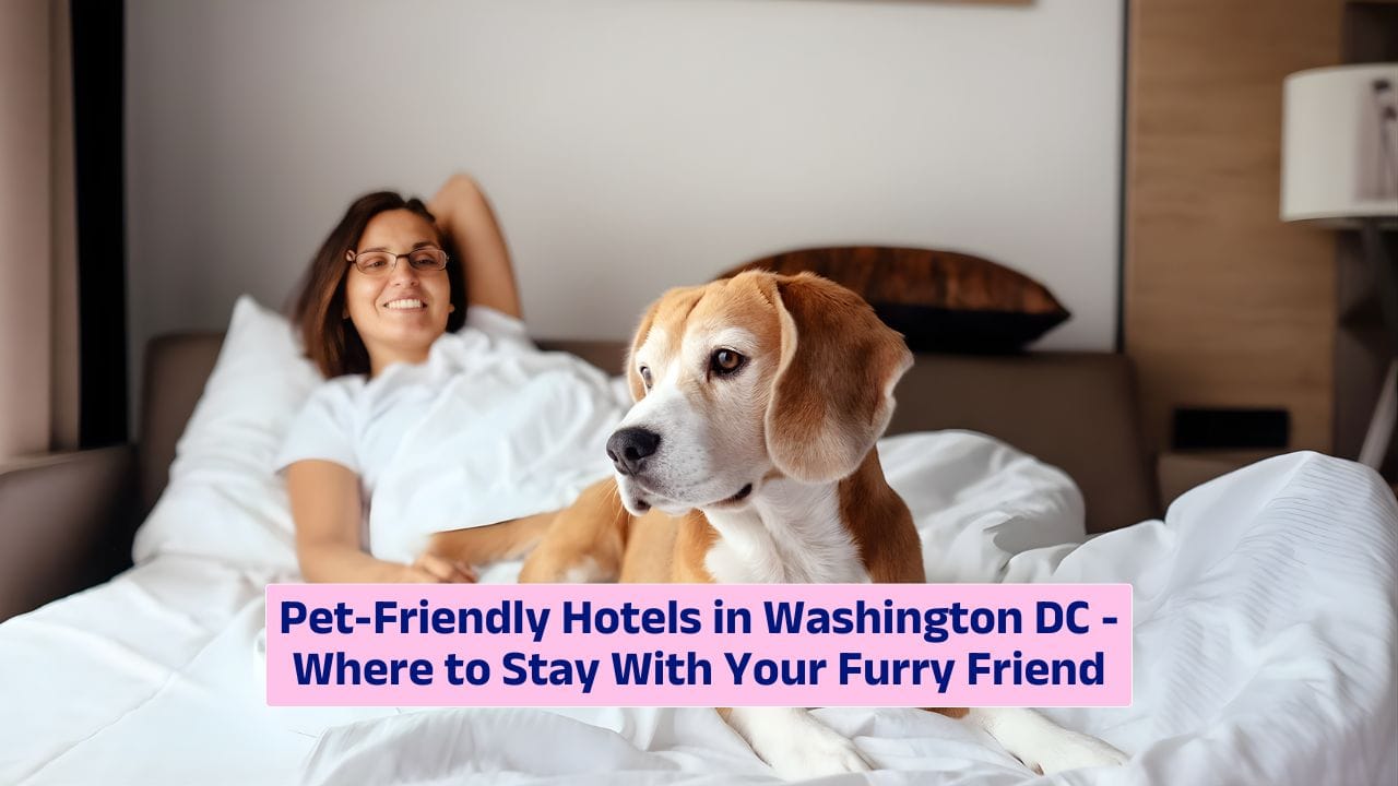 Pet-Friendly Hotels in Washington DC – Where to Stay With Your Furry Friend