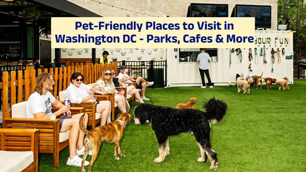 Pet-Friendly Places to Visit in Washington DC – Parks, Cafes & More